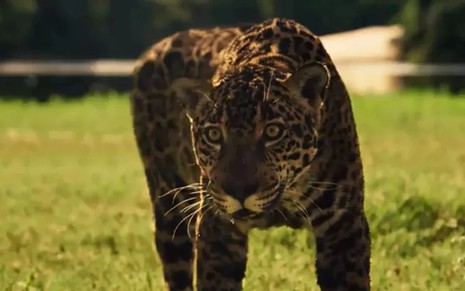 Onça em cena na novela Pantanal, da Globo